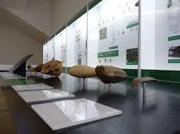 SauveTerre Musée de Préhistoire