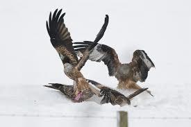 Argaty Red Kites