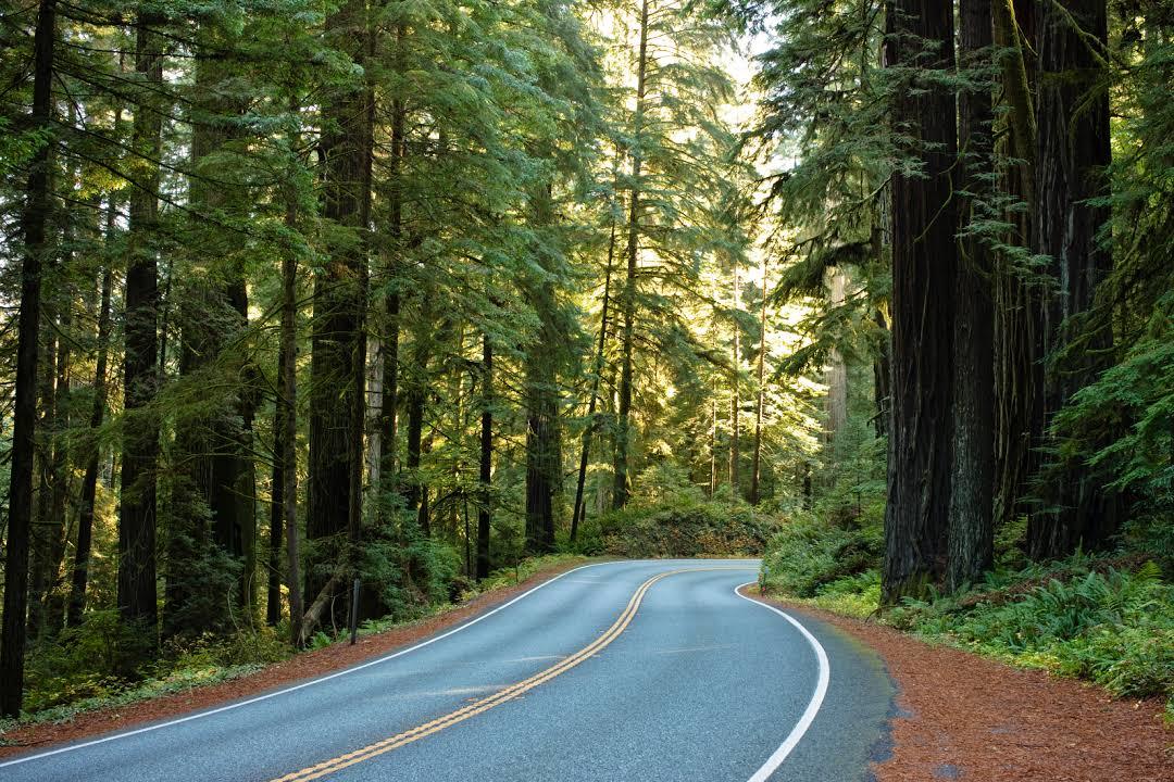 Jedediah Smith Redwoods State Park