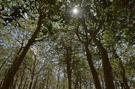 Sunken Forest