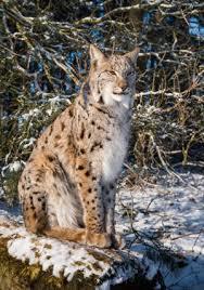 Wildpark Schorfheide