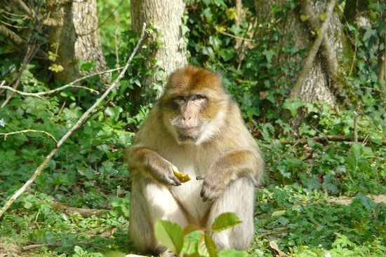 Terre de Singes