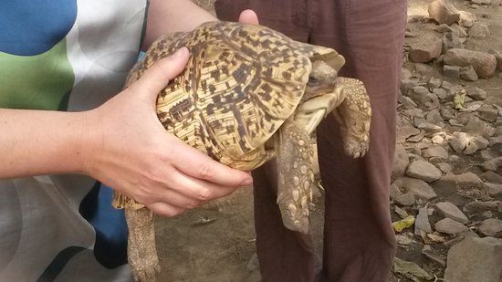 Nile Reptile Park