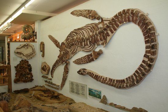 Urweltmuseum
