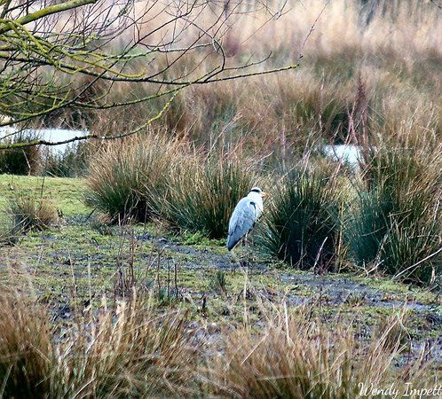 Hornchurch Country Park