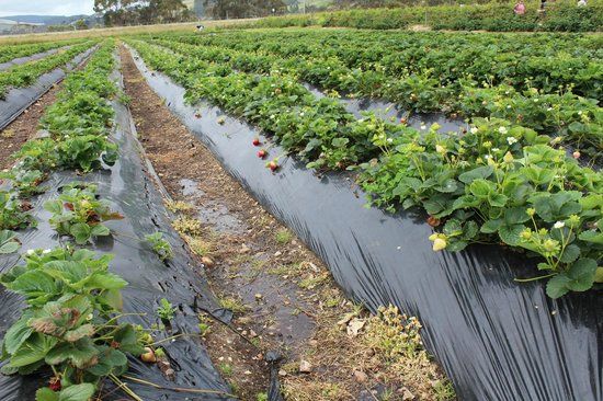 Turners Beach Berry Patch