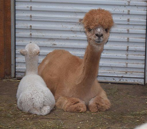 Buck Brook Alpacas