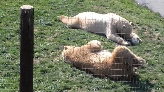 Yorkshire Wildlife Park