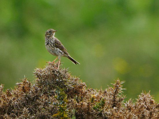 RSPB Valley Wetlands