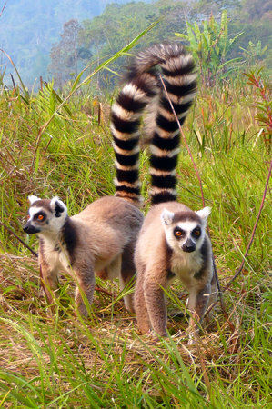 Andasibe-Mantadia National Park