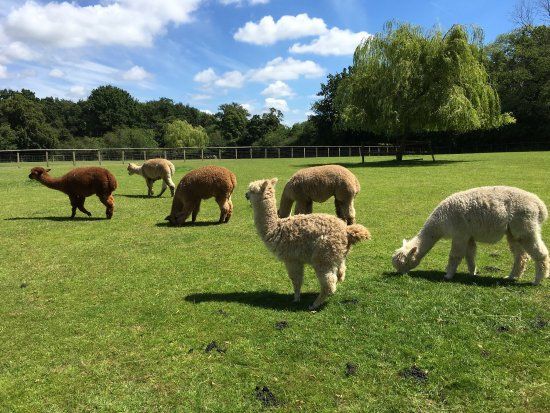 Pennybridge Farm Alpacas