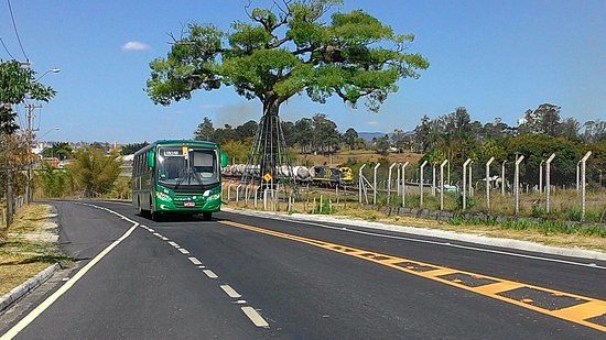 Jequitibá Rosa