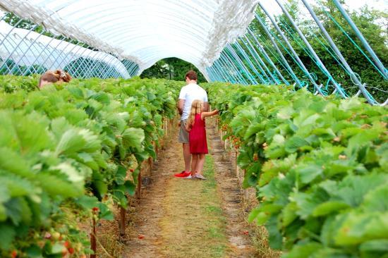Cammas Hall Fruit Farm
