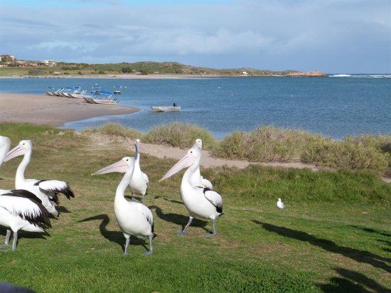 Kalbarri Pelican Feeding