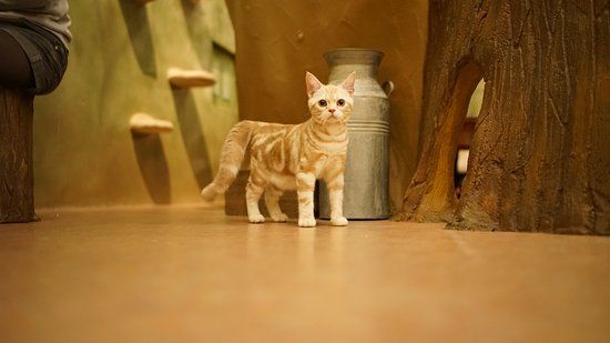 Cat Cafe Temari no Ouchi