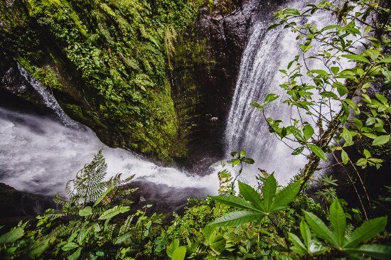 La Cueva de los Guácharos