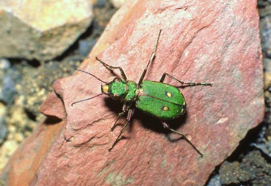 Park Hall Country Park