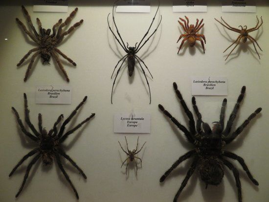 Die Welt der Schmetterlinge