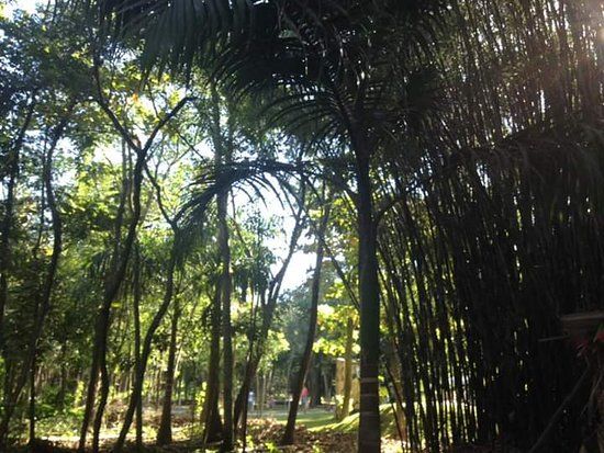 Manoel Cartucho Forest