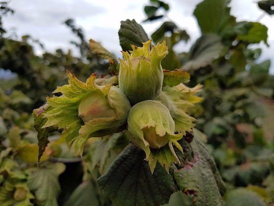 Hazelbrae Hazelnuts