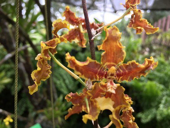 Asociacion Panamericana para la Conservacion