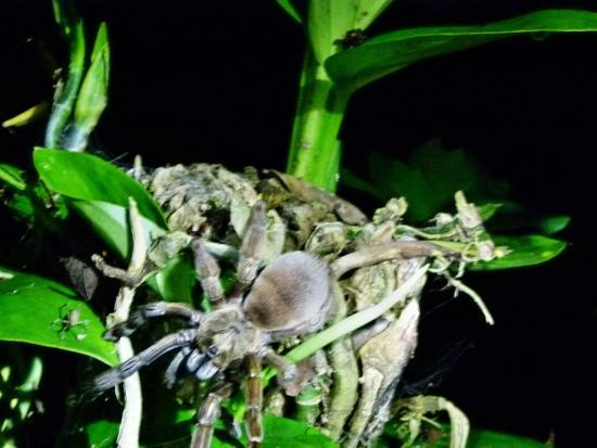 Tarantulas Way