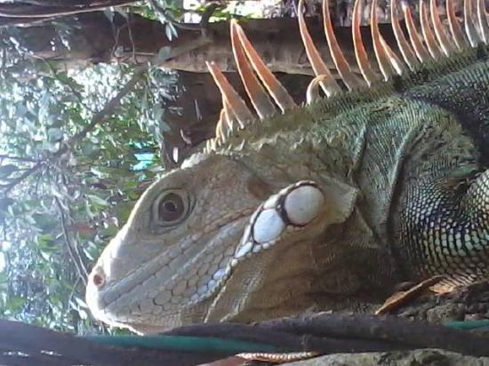 Parque Gallineral de Giron