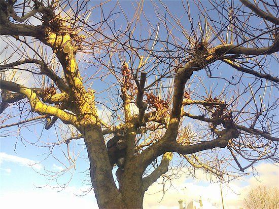 Mystery In The Trees