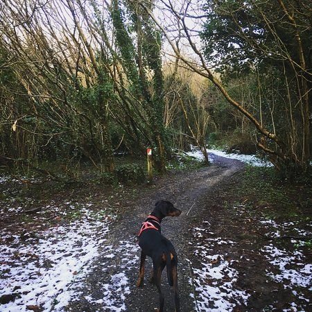 Prehen Woods