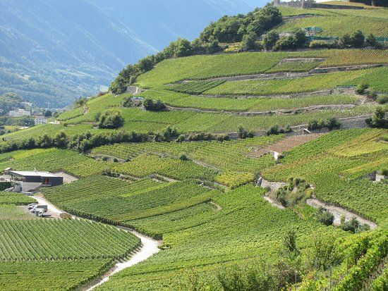 Sentier Viticole