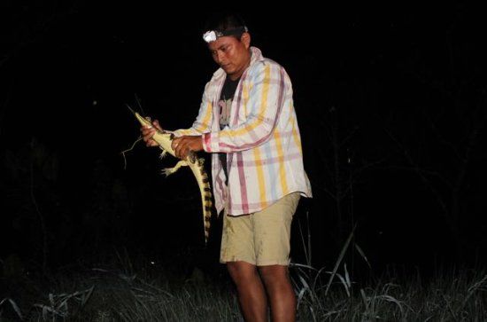Amazon Wildlife