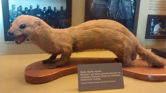 Museo de Historia Natural de Concepción