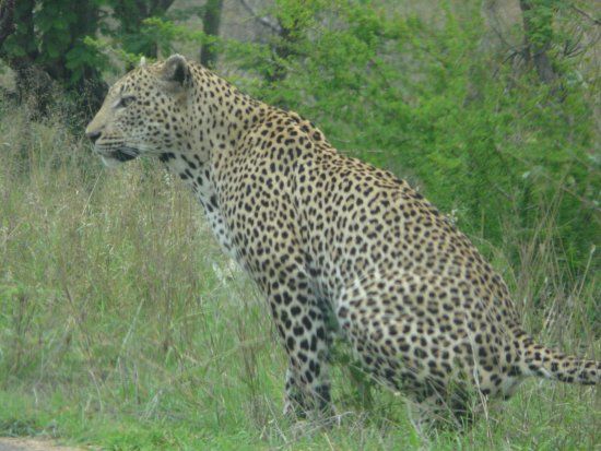 South African National Parks