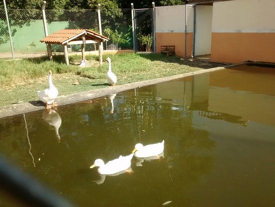 Recanto dos Animais Henrique Pedroni