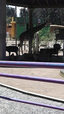 Zoologico de Altiplano