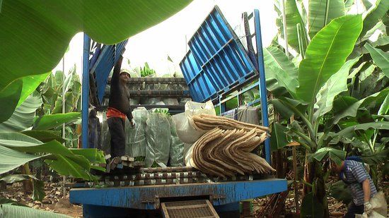 Finca Las Margaritas Banana Experience