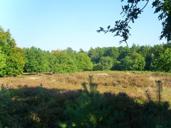 Buckelgraberfeld von Boltersen