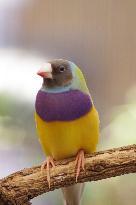 Port Augusta Chinese Take Away