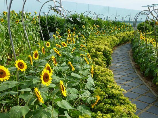 Sunflower Garden