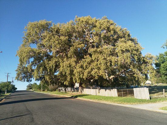 Historic Cork Tree