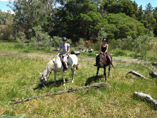 Limestone Coast Horseriding
