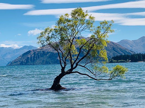 That Wanaka Tree