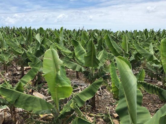 Ecofinca Platanologico