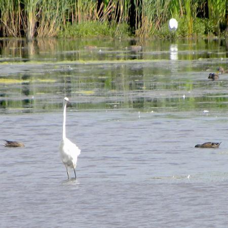 Shapwick Heath National Nature Reserve