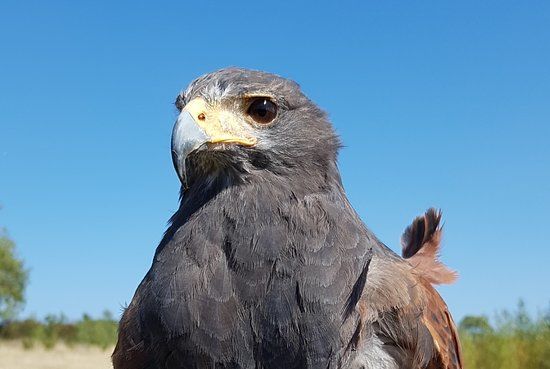 Bird on the Hand Falconry Experiences