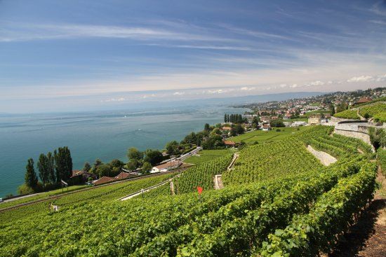 Lavaux Vineyard Terraces