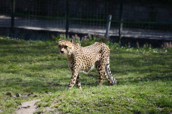 Zoo Schmiding