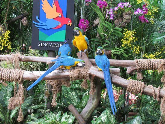 Jurong Bird Park
