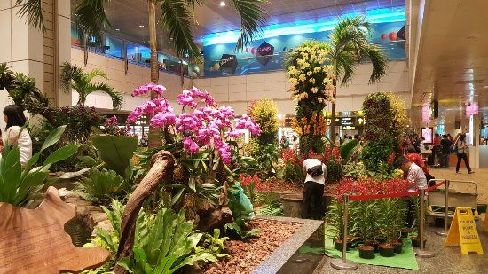 Orchid Garden & Koi Pond