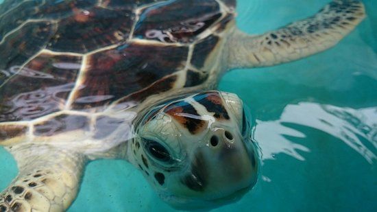 Our Turtle Conservation Project
